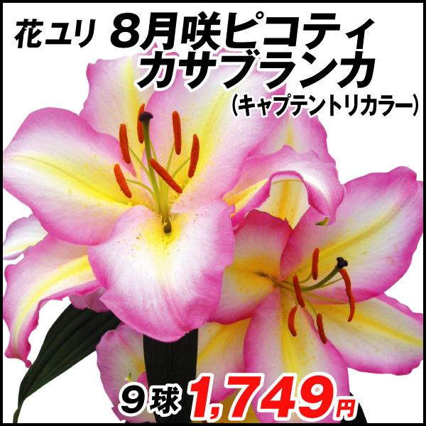 球根 花ユリ 8月咲ピコティカサブランカ キャプテントリカラー 9球 国華園 21 P1 0167 花と緑 国華園 通販 Yahoo ショッピング