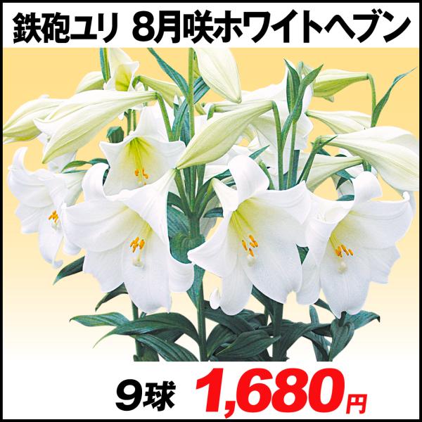 球根 鉄砲ユリ 8月咲ホワイトヘブン 9球 国華園 21 P1 0175 花と緑 国華園 通販 Yahoo ショッピング