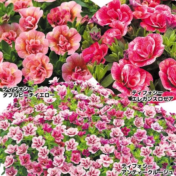 苗 花 セットの価格と最安値 おすすめ通販を激安で