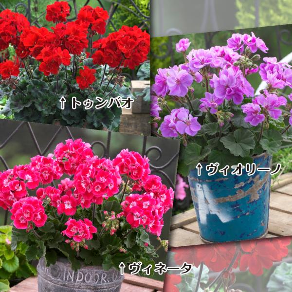 苗 花 セットの価格と最安値 おすすめ通販を激安で