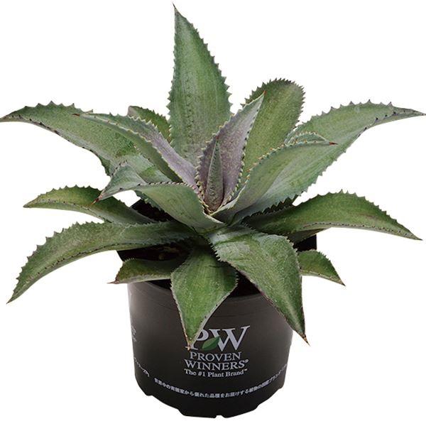 多肉植物 苗 マンガベ シルバーフォックス 1株 アガベ マンフレダ Pw 21 P2 0075 花と緑 国華園 通販 Yahoo ショッピング