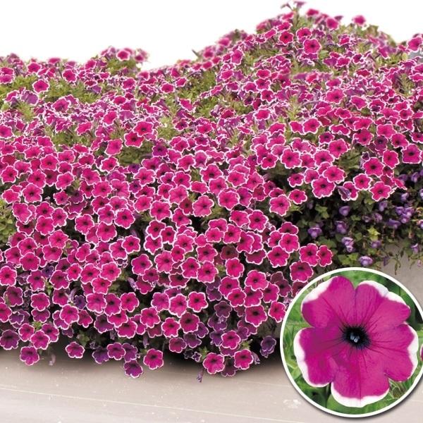 苗 ペチュニアの人気商品 通販 価格比較 価格 Com