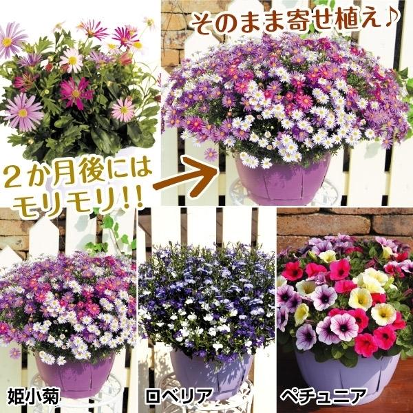 苗 花 セットの価格と最安値 おすすめ通販を激安で