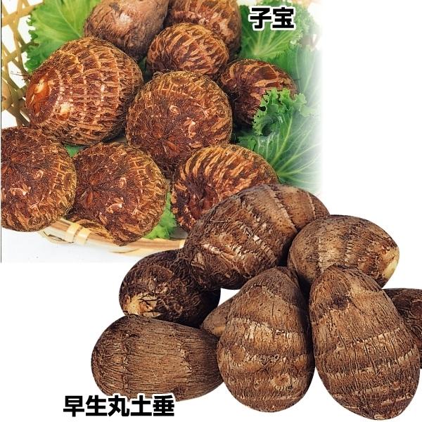 里芋 種芋 豊産里いもセット 2種1kg さといも 里イモ 種いも タネイモ 家庭菜園 自給自足 球根 国華園 21 P3 0018 花と緑 国華園 通販 Yahoo ショッピング