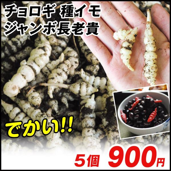 チョロギ 種芋 長老貴 ジャンボ長老貴 ちょろぎ 5個 種芋 タネイモ 家庭菜園 自給自足 球根 国華園 21 P3 0047 花と緑 国華園 通販 Yahoo ショッピング