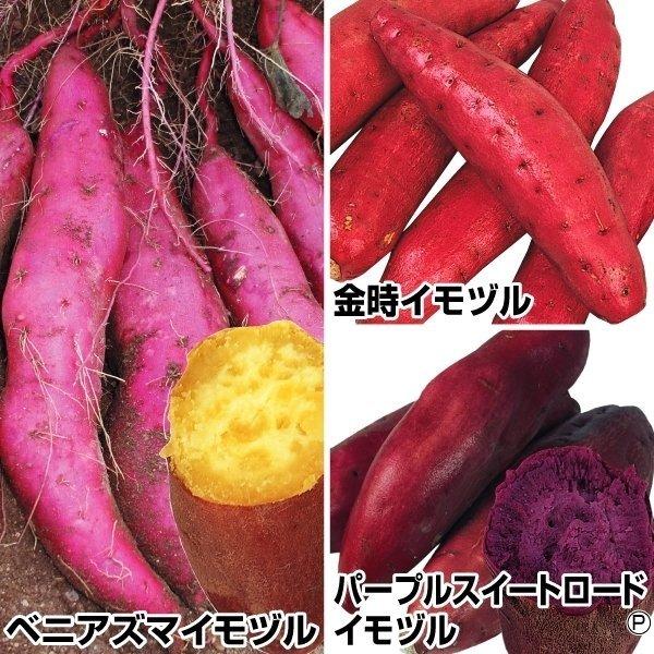 さつまいも苗 定番さつまいもイモヅルセット 3種150本 各50本 イモヅル 芋づる 切り苗 挿し穂 家庭菜園 自給自足 球根 国華園 21 P3 0055 花と緑 国華園 通販 Yahoo ショッピング