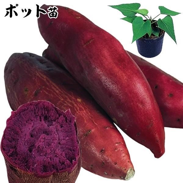 さつまいも親株用ポット苗※イモヅルとは送料取り合わせできません。※苗作り用の親株をお届け。1株から10から20本の芋ヅルが収穫可能です。●商品情報：甘くて美味しい紫芋!※栽培環境・天候条件により肉色にむらが出ることがあります。●お届け状態：...
