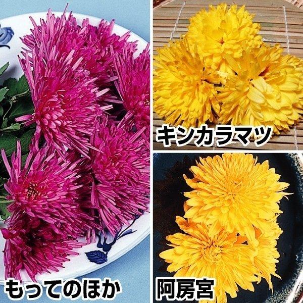 苗 食用菊の人気商品 通販 価格比較 価格 Com