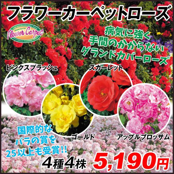 バラ 種 苗の人気商品 通販 価格比較 価格 Com