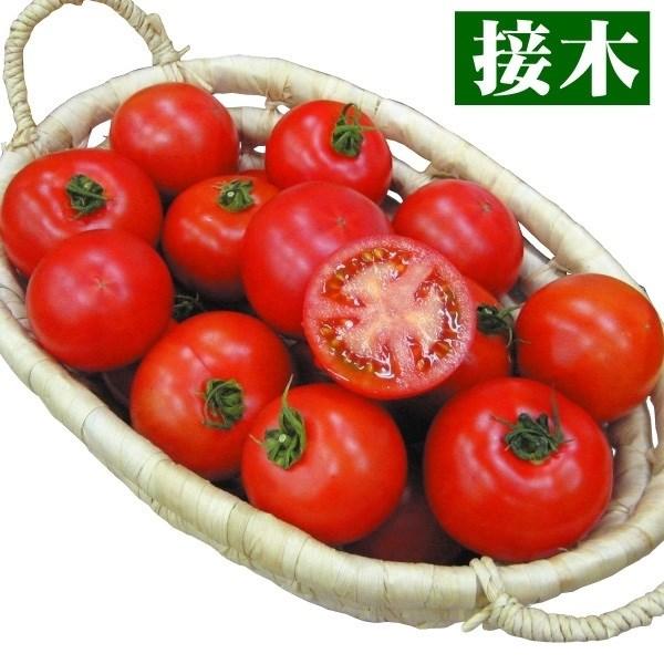 ●商品情報：高糖度で驚きの旨さ！　ただ甘いだけではない、濃厚な旨味が口で弾ける極上トマト。中玉の中では大振りで食べ応え満点。草勢が旺盛で、家庭菜園で育ててもプロ級の出来栄えに!!●中玉トマト●果重（約）：100g●お届け状態：接木9cmポッ...