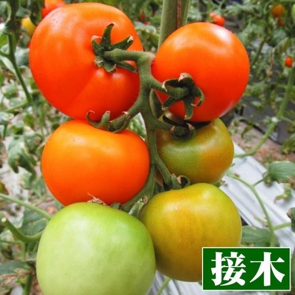 接木野菜苗 中玉トマト 接木f1セレブスイートオレンジ 2株 とまと 苗 中玉トマト苗 接木 21 P5 0006 花と緑 国華園 通販 Yahoo ショッピング