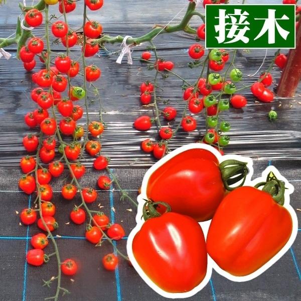 接木野菜苗 ミニトマト 接木f1キャンディポップ 赤 2株 みにとまと 苗 ミニトマト苗 接木 21 P5 0019 花と緑 国華園 通販 Yahoo ショッピング