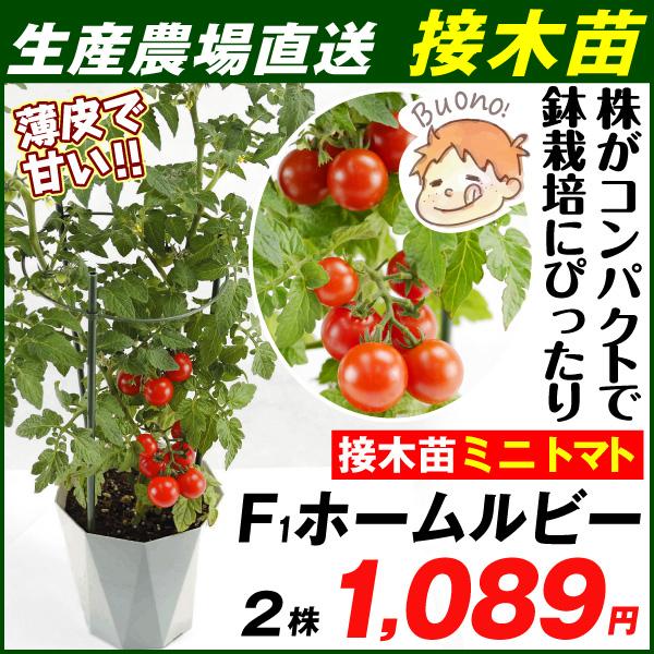 接木野菜苗 ミニトマト 接木f1ホームルビー 2株 みにとまと 苗 ミニトマト苗 接木 21 P5 0032 花と緑 国華園 通販 Yahoo ショッピング