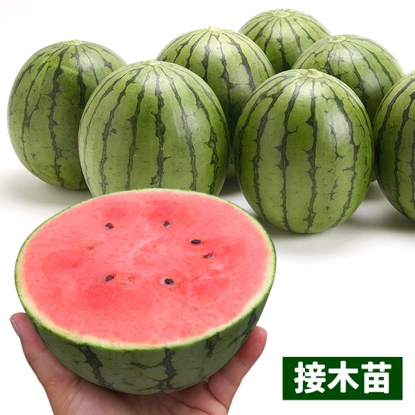苗 スイカの人気商品 通販 価格比較 価格 Com