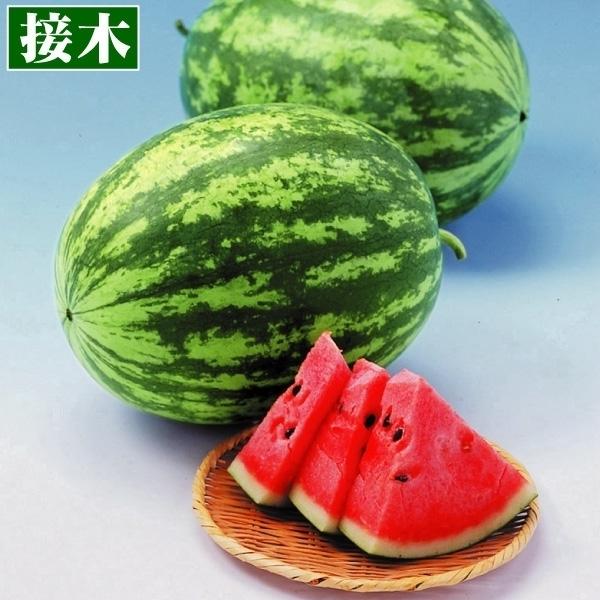 苗 スイカの人気商品 通販 価格比較 価格 Com