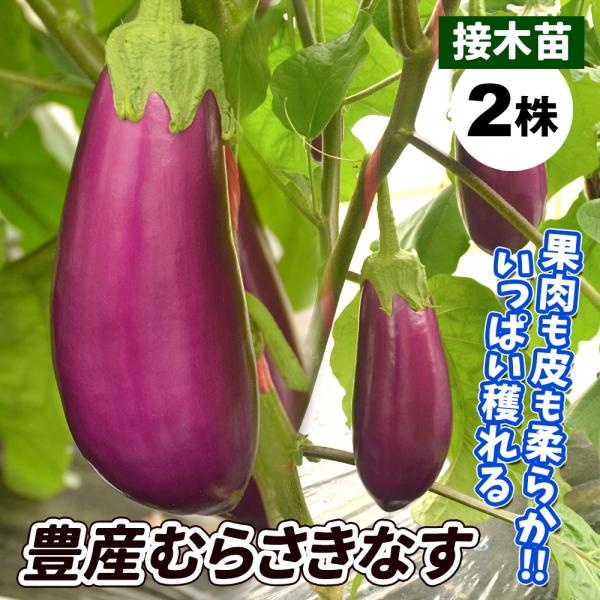 なす 苗 米ナス 接木f1豊産むらさきなす 2株 接木野菜苗 なすの苗 米ナス苗 なすび 茄子 接木 21 P5 0059 花と緑 国華園 通販 Yahoo ショッピング