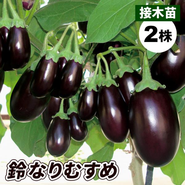 なす 苗 小ナス 接木f1鈴なりむすめ 2株 接木野菜苗 なすの苗 小ナス苗 なすび 茄子 接木 21 P5 0063 花と緑 国華園 通販 Yahoo ショッピング
