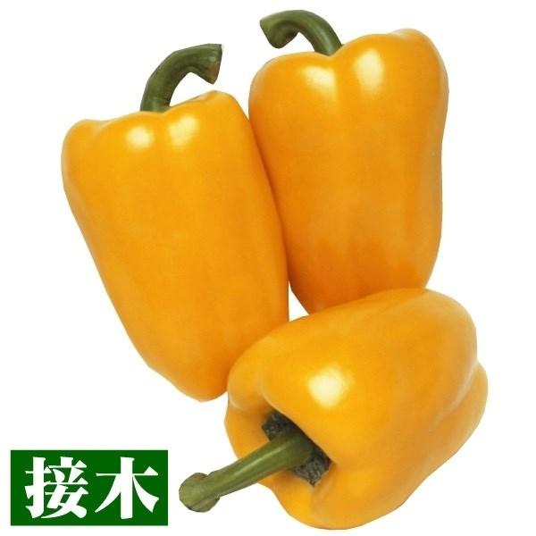 ●商品情報：栽培しやすいパプリカ！ 生育後半までたくさんとれる。尻詰まり良く食味も良好。●果重（約）：120g●お届け状態：接木9cmポット苗●栽培ポイントパプリカはなり始めは緑色です。各々の色に着色するまで60日程度はかかります。●備考：...
