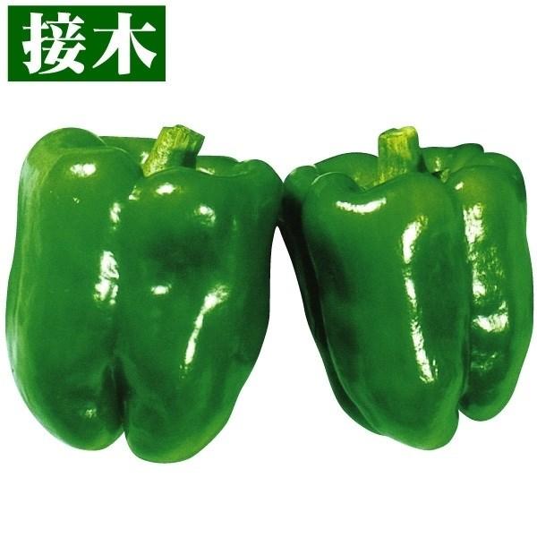 ●商品情報：光沢ある鮮緑色果は豊満良果で多収！ 肉厚で柔らかな果肉は食味極上。収穫は40g〜100gまで幅広く用途多彩。●果重（約）：40〜100g●お届け状態：接木9cmポット苗●備考：※接木苗、特にウリ科植物(ゴーヤ・キュウリ・メロン・...