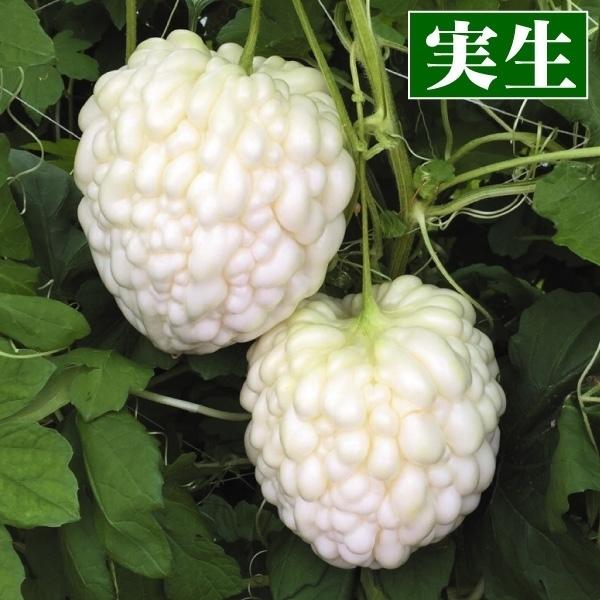 実生野菜苗 ゴーヤ パールゴーヤ 農林水産省登録品種登録名 Mw01 4株 ごーや 苗 ゴーヤ苗 自根苗 21 P5 0169 花と緑 国華園 通販 Yahoo ショッピング