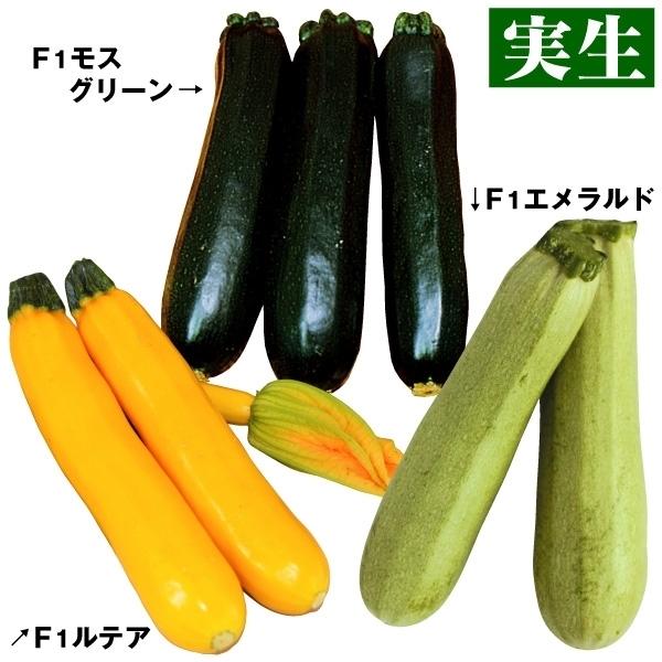 実生野菜苗 ズッキーニ 実生楽々ズッキーニセット 3種6株 ずっきーに 苗 ズッキーニ苗 自根苗 21 P5 0175 花と緑 国華園 通販 Yahoo ショッピング