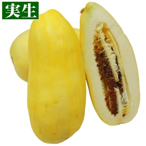 苗 マクワウリ 野菜 バナナまくわ瓜 8株 実生野菜苗 まくわうり 苗 マクワウリ苗 自根苗 21 P5 0181 花と緑 国華園 通販 Yahoo ショッピング