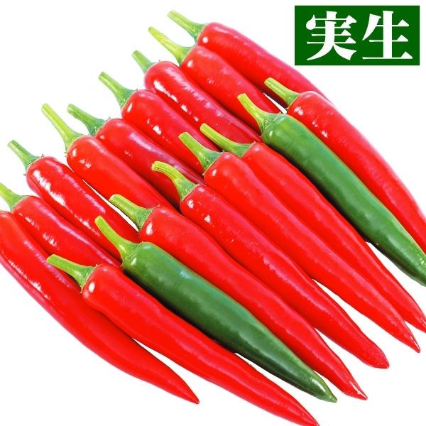 実生野菜苗 トウガラシ F1パッション 4株 とうがらし 苗 トウガラシ苗 自根苗 21 P5 07 花と緑 国華園 通販 Yahoo ショッピング