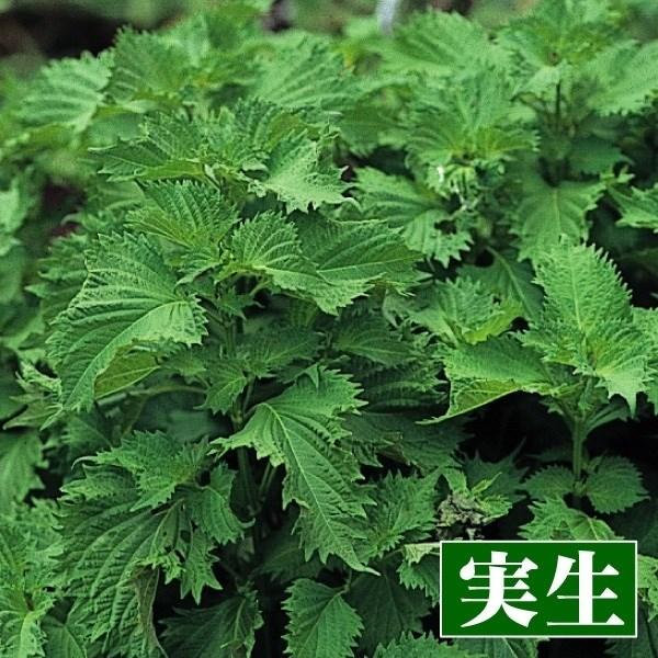 ●商品情報：近傍に植栽することでお互いの生長に良い影響を与え共栄し合う植物「コンパニオンプランツ」。夏野菜苗と一緒に植えませんか。しその持つ香りで害虫を寄せ付けない効果があります。また、赤ちりめんしそと青ちりめんしそを交互に植えると、お互い...