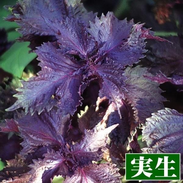 実生野菜苗 コンパニオンプランツ 赤ちりめんしそ 8株 こんぱにおん 苗 コンパニオンプランツ苗 自根苗 21 P5 0253 花と緑 国華園 通販 Yahoo ショッピング