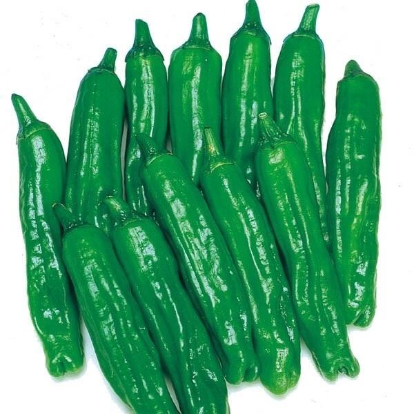 種 野菜たね ピーマン シシトウ 強健ししとう 1袋 0 5ml 野菜のタネ 野菜 種子 牛蒡 ごんぼ 国華園 2021 P6 0021 花と緑 国華園 通販 Yahoo ショッピング