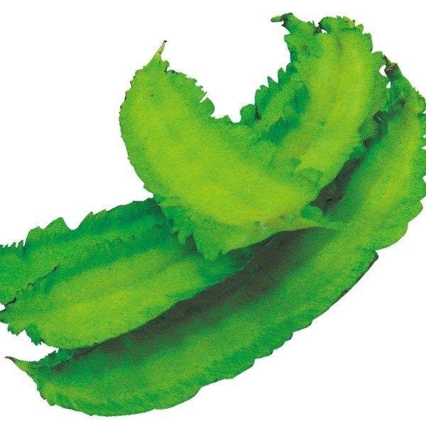 ●商品情報：原産地はマダガスカル、1979年九州大学により導入が図られ日長鈍感型の品種に改良された、つる性のマメ科作物。若莢、茎、葉、花を食べられます！ お浸しや和え物などに！●果長（約）：10〜15cm●つるの有無：あり●お届け状態：種子...