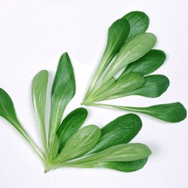 種 野菜たね ハーブ マーシュ コーンサラダ 1袋 2ml 野菜のタネ 野菜 種子 国華園 21 P6 0038 花と緑 国華園 通販 Yahoo ショッピング