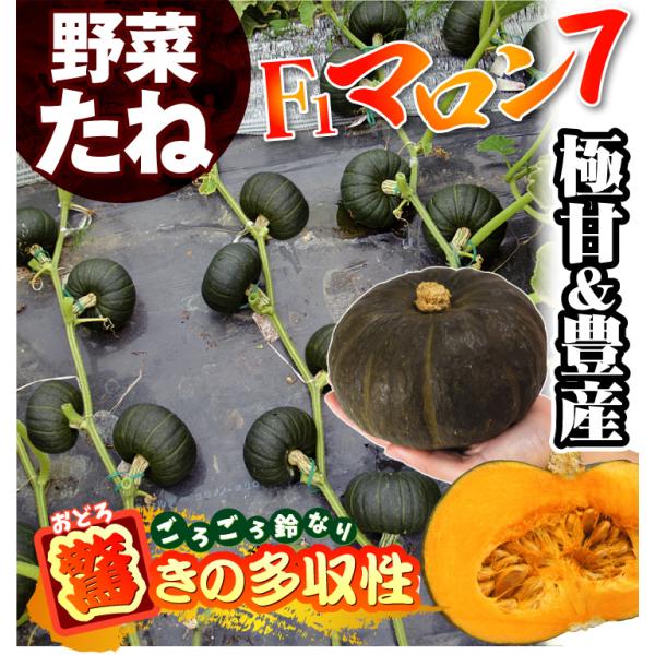 種 野菜たね カボチャ F1マロン７ 1袋 10粒 野菜のタネ 野菜 種子 南瓜 かぼちゃ なんきん 国華園 Buyee Buyee 日本の通販商品 オークションの代理入札 代理購入