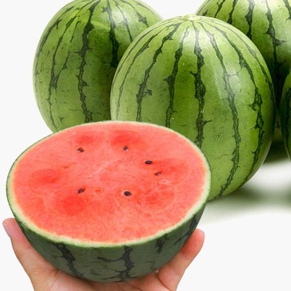 ●商品情報：タネのサイズが従来品種の約4分の1と極小の革命的スイカ！　種ごと食べても気にならない大きさなので、そのままカブリつけます。種にはミネラル・ビタミン・脂肪酸・タンパク質など栄養も豊富なのです！　果肉は硬めで今までにない極上のシャリ...