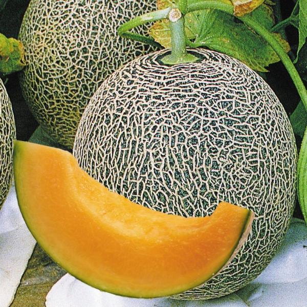 ●商品情報：糖度は16〜17度で安定しやすく、ご家庭用メロンとして人気の高い「タカミメロン」。つる割病に抵抗性をもち、育てやすいネットメロンです。肉質緻密で舌触りも良く、貯蔵性にも優れます。ヘタの外縁部が黄白色に変わったら収穫期の目安。●果...