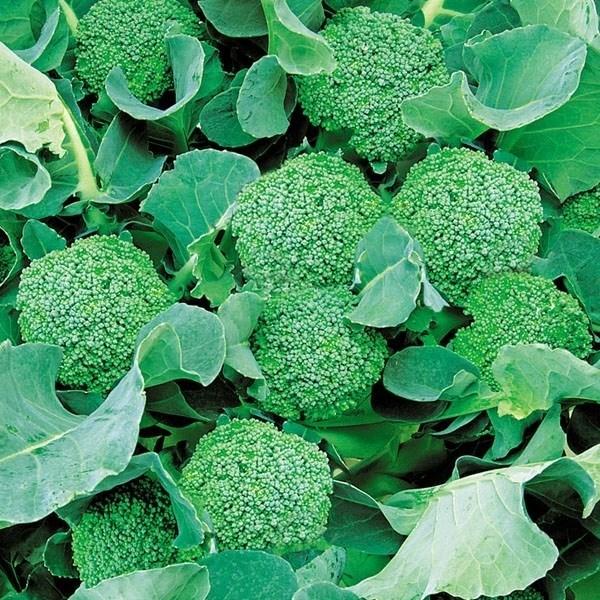 種 野菜たね ブロッコリー F1ブロッコ５００ 1袋 50粒 野菜のタネ 野菜 種子 花野菜 ブロッコリー 国華園 21 P6 0129 花と緑 国華園 通販 Yahoo ショッピング
