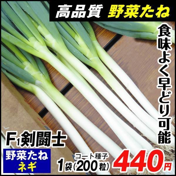種 野菜たね ネギ F1剣闘士 1袋 コート種子0粒 野菜のタネ 野菜 種子 葱 ねぎ 国華園 21 P6 0142 花と緑 国華園 通販 Yahoo ショッピング