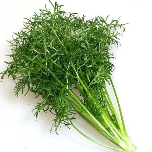 種 野菜たね ユニーク野菜 ナリー パクチー 細葉 1袋 10ml 野菜のタネ 野菜 種子 国華園 21 P6 0164 花と緑 国華園 通販 Yahoo ショッピング