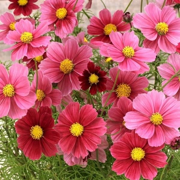種 花たね コスモス アンティーク 1袋 粒 花のタネ 花 種子 タネ アキザクラ 秋桜 国華園 21 P7 0003 花と緑 国華園 通販 Yahoo ショッピング