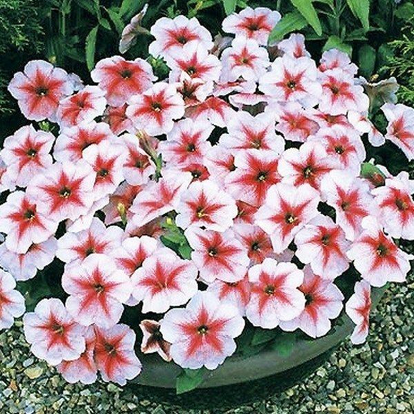 花壇や寄せ植えに●商品情報：初夏から秋にかけて長〜く咲くので「花壇の女王」とも呼ばれています。生長が速く丈夫なので、初心者さんにもオススメ。●お届け状態：種●分類：1年草●花期(約)：7〜10月●草丈(約)：25cm ※種子の粒数はおおよそ...