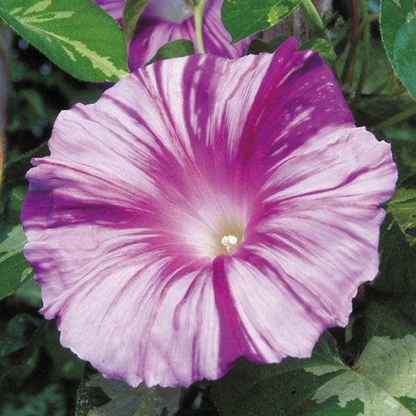 種 花たね 日本朝顔 天の紫涼 1袋 10粒 花のタネ 花 種子 国華園 21 P7 0007 花と緑 国華園 通販 Yahoo ショッピング