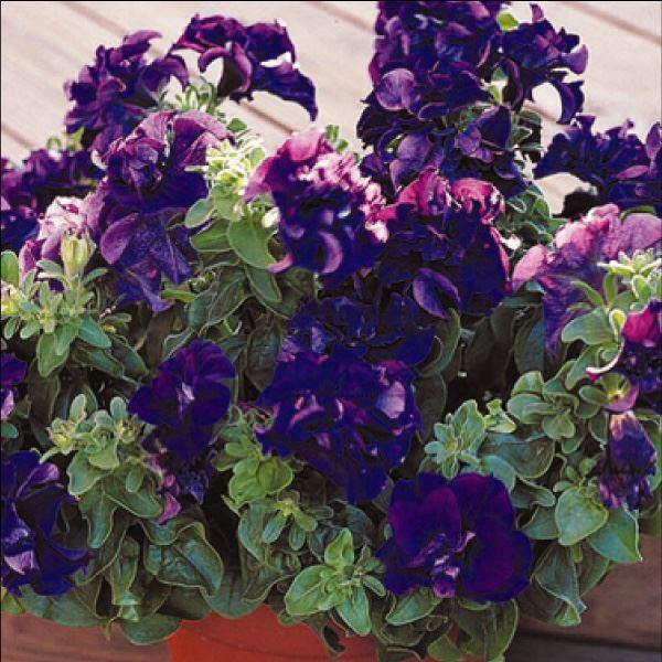 種 花たね 八重咲ペチュニア F1カスケードブルー 1袋 25粒 花のタネ 花 種子 タネ ツクバネアサガオ 花壇の女王 花壇 園芸 国華園 21 P7 0016 花と緑 国華園 通販 Yahoo ショッピング