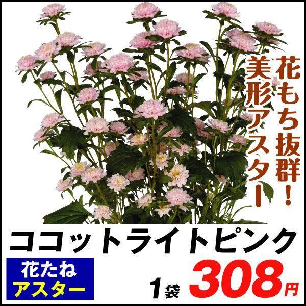 種 花たね 切花向き アスター ココットライトピンク 品種登録出願中 1袋 粒 花 タネ 種子 タネ エゾギク 蝦夷菊 花壇 切花 生花 ガーデニング 国華園 21 P7 0033 花と緑 国華園 通販 Yahoo ショッピング