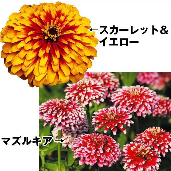 種 花たね 百日草 百日草変わり咲セット 2種2袋 花のタネ 花 種子 タネ ヒャクニチソウ ジニア 花壇 夏花 ガーデニング ジニア エレガンス 国華園 21 P7 0043 花と緑 国華園 通販 Yahoo ショッピング