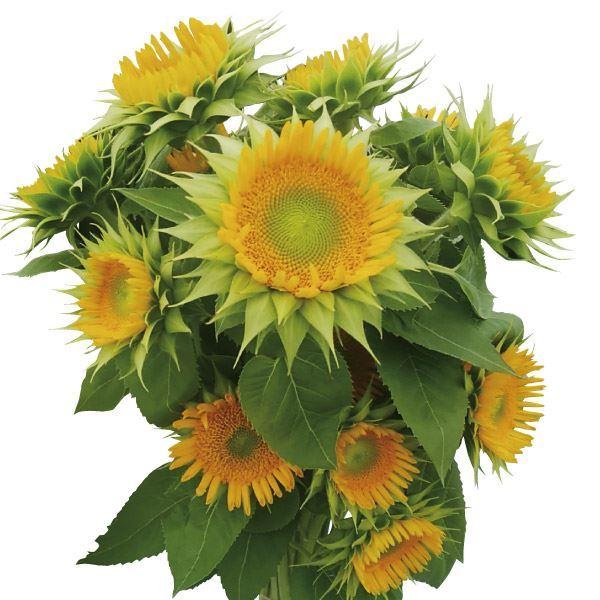 種 花たね ヒマワリ グリーンヒル 1袋 25粒 花のタネ 花 種子 タネ 向日葵 サンフラワー 夏花 ヘリアンサス 国華園 21 P7 0064 花と緑 国華園 通販 Yahoo ショッピング