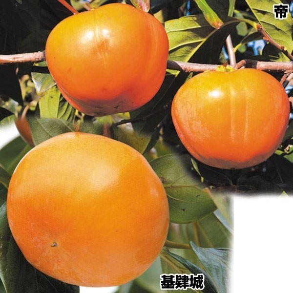 柿 苗木 カキ 甘柿 超大玉甘柿セット 2種2株 甘ガキ 苗 柿の木 果樹苗 国華園 21 P8 0036 花と緑 国華園 通販 Yahoo ショッピング