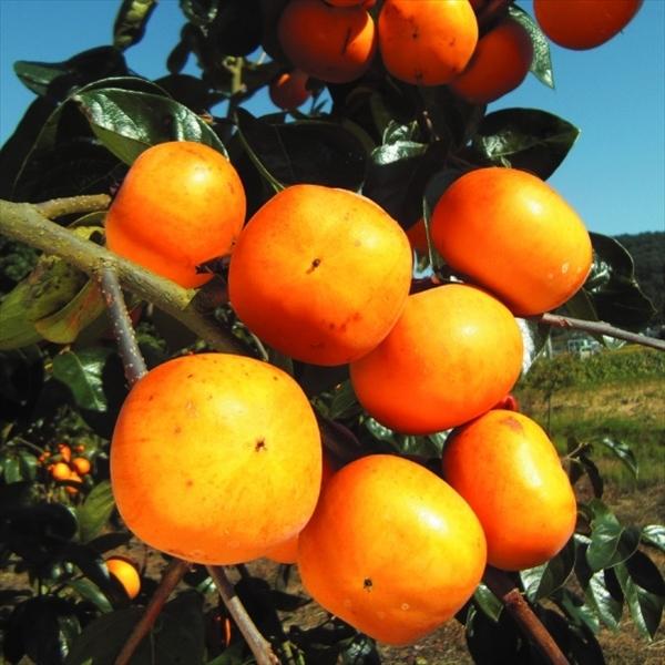 柿 苗木 カキ 不完全甘柿 正月 プレミアム苗 1株 甘ガキ 苗 柿の木 果樹苗 国華園 21 P8 0044 花と緑 国華園 通販 Yahoo ショッピング