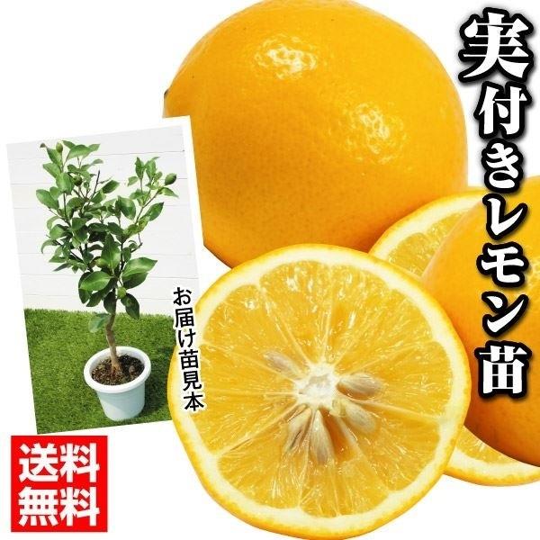 実つき果樹 レモン 苗木 マイヤーレモン 1株 檸檬 レモンの木 レモン苗 カンキツ 柑橘 果樹苗 国華園 Buyee Buyee Japanese Proxy Service Buy From Japan Bot Online