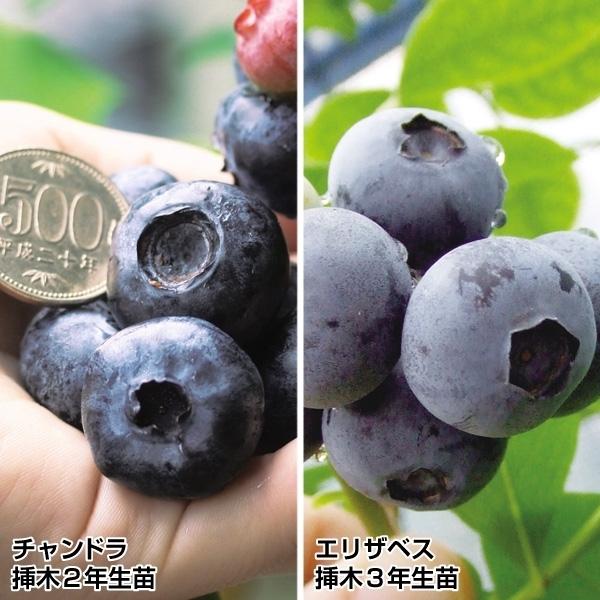 ブルーベリー 苗木 大実ハイブッシュ系セット 2種2株 苗 ブルーベリーの木 果樹苗 国華園 Buyee Buyee Japanese Proxy Service Buy From Japan Bot Online