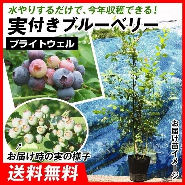 実つき果樹 ブルーベリー 苗木 ブライトウェル 1株 ラビットアイ系 苗 ブルーベリーの木 果樹苗 国華園 21 P9 0025 花と緑 国華園 通販 Yahoo ショッピング